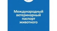 Cum să pregătiți o pisică la expoziție: condițiile necesare, precum și nuanțele evenimentelor